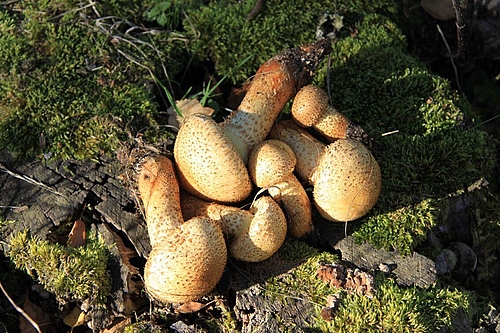 Pilze am Wegesrand (Elke Radeke)