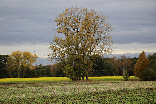 Leuchtendes Rapsfeld im Herbst (Elke Radeke)