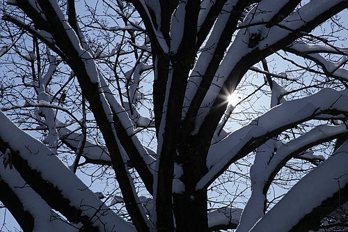 Mehr Schnee hält auf den Ästen wirklich nicht mehr