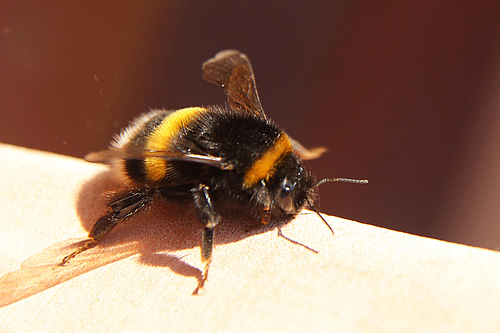 Hummel ist noch schlaftrunken (Elke Radeke)