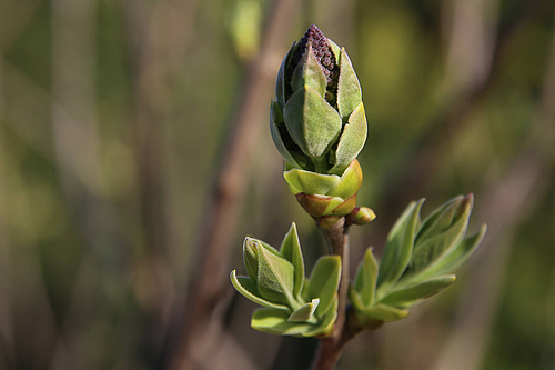 Fliederknospe (Elke Radeke)
