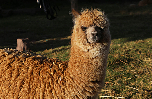 Goldenes Alpaca (Elke Radeke)