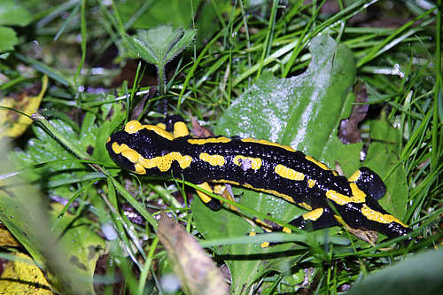 Feuersalamander im Paderborner Land (Elke Radeke)