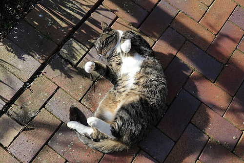 Total entspannter Kater (Elke Radeke)