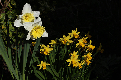 Osterglocken und Narzissen (Elke Radeke)
