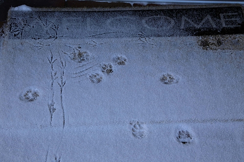 Vögel und Katzen tänzeln auf der Fußmatte: haben Sie die Klingel nicht gefunden ;-)