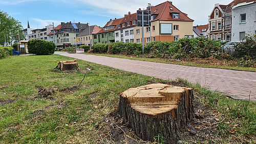 Baumallee durch Tornado entfernt