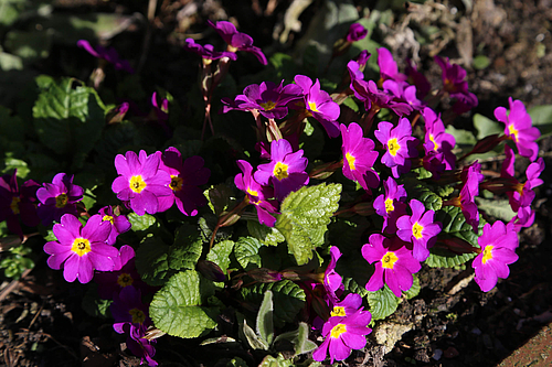 Veilchen im Frühling (Elke Radeke)