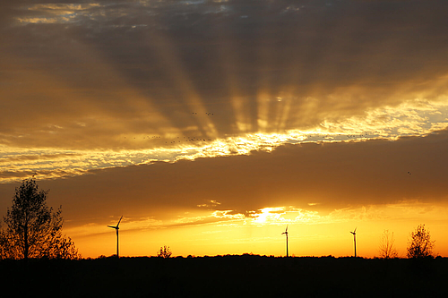 Sonnenuntergang mit Kranichen im Diepholzer Moor  (Elke Radeke)