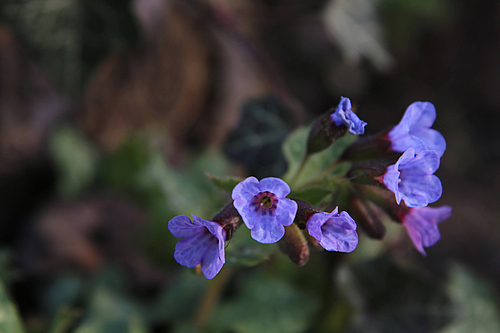 Leberblümchen (Elke Radeke)