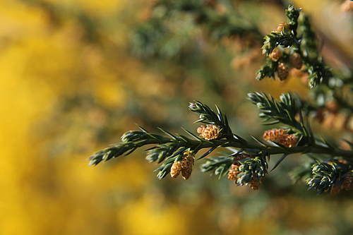 Koniferenknopsen (Elke Radeke)