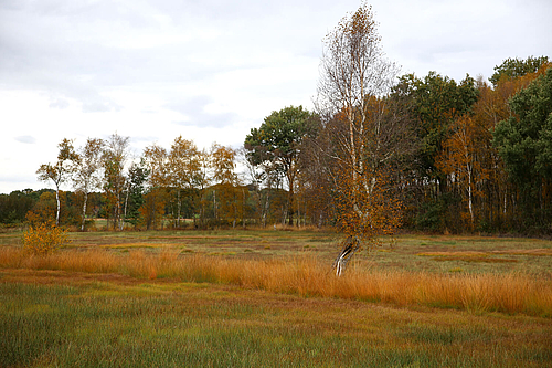Farbige Moorgräser im Herbst (Elke Radeke)