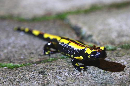 Feuersalamander im Paderborner Land (Elke Radeke)
