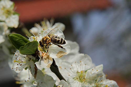 Obstblüte zu Ostern (Elke Radeke)